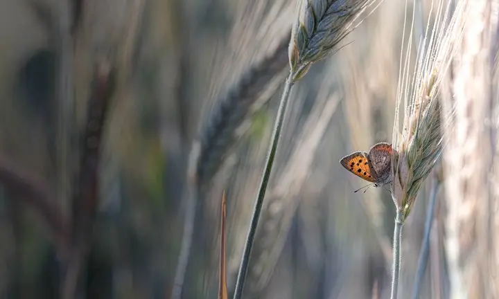 Foresight Reports FY26 AUM Growth And Record Retail Fundraising