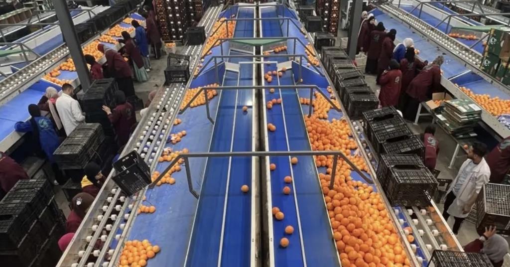 PEI Trade closes record-breaking 2025/26 Egyptian orange export season | News