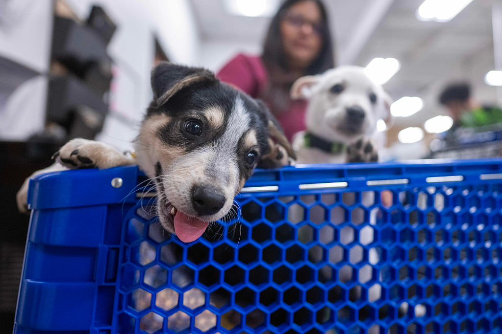 Private Equity Is Taking Over Your Veterinarian