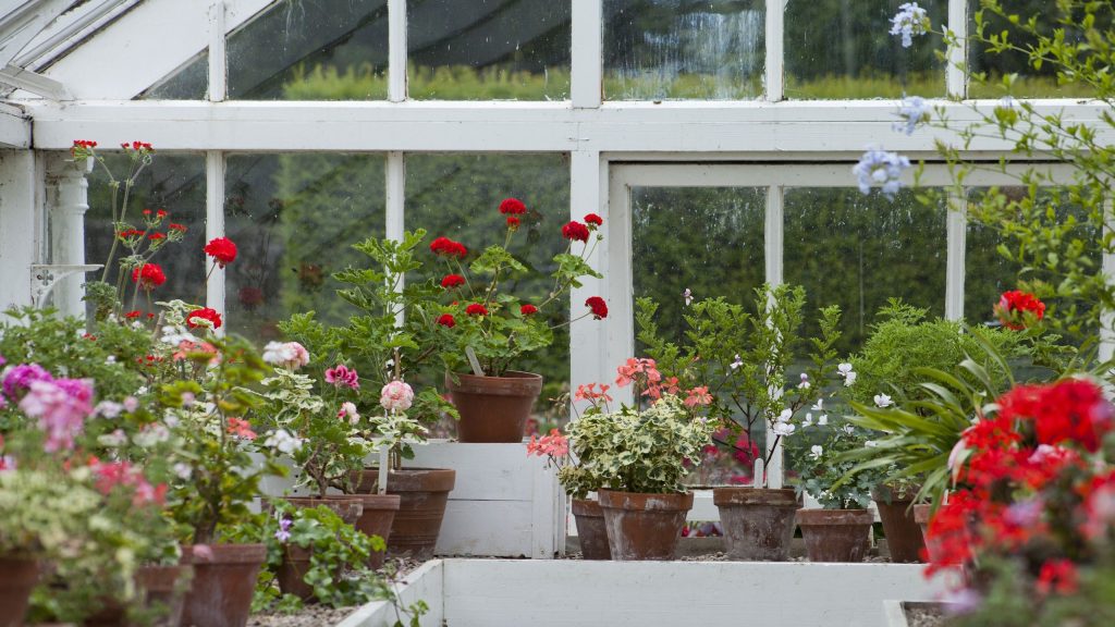 What to Do with Geraniums in September: 5 Key Tasks