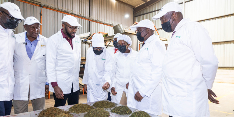 South Rift Tea Farmers Set For Direct European Market Linkages Through Equity Bank